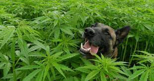 Dosing and Benefits of CBD Oil For Dogs